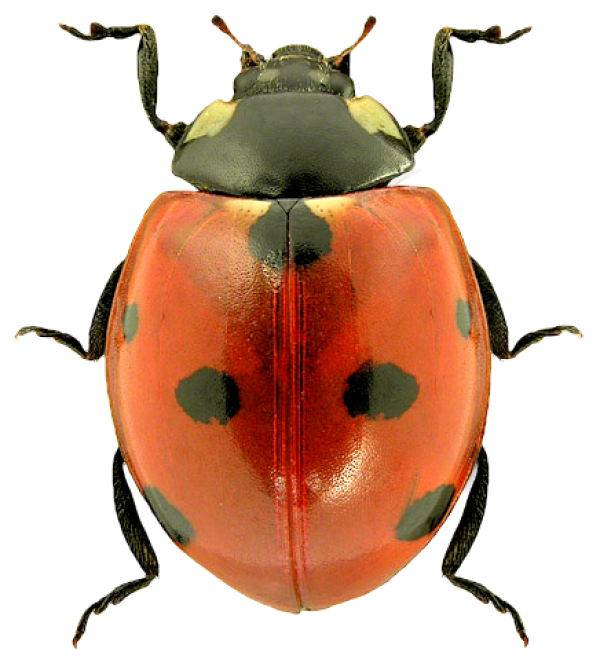 Lady bug PNG Free Download 9