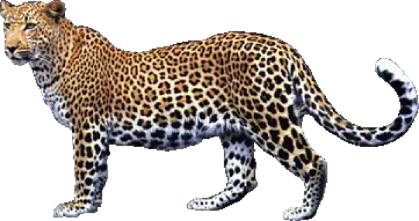 leopard PNG Free Download 17