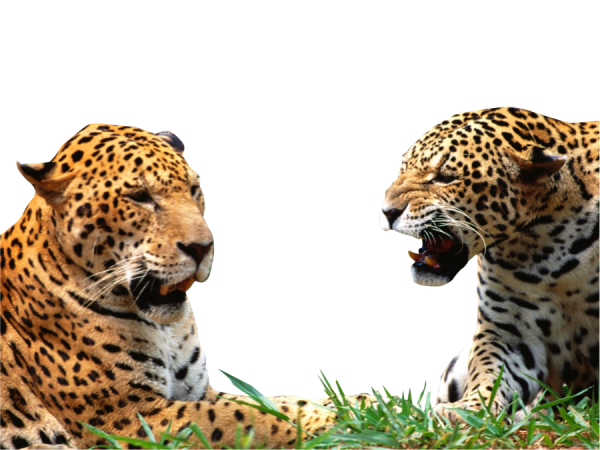 leopard PNG Free Download 27