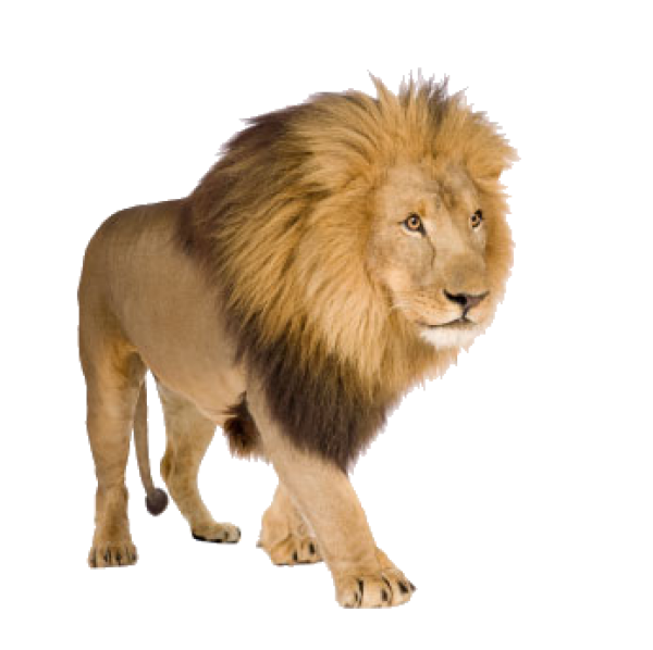 Lion PNG Free Download 13
