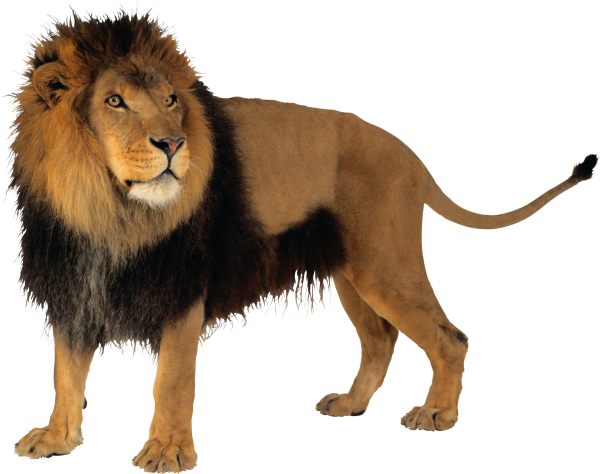 Lion PNG Free Download 2
