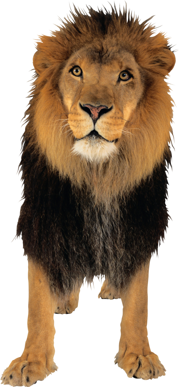 Lion PNG Free Download 3