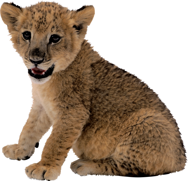 Lion PNG Free Download 4