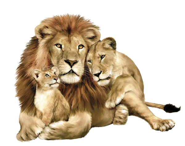 Lion PNG Free Download 6