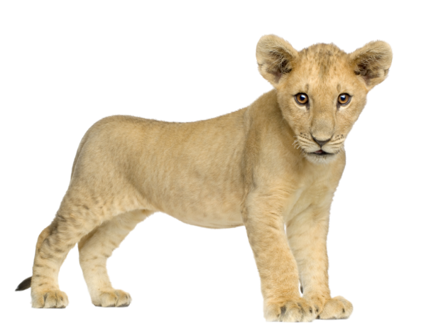 Lion PNG Free Download 7