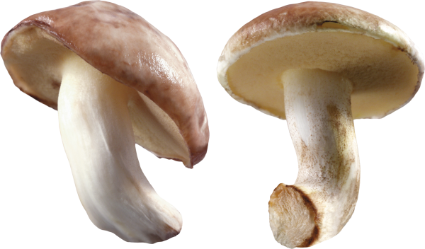 little fresh mushroom free download png