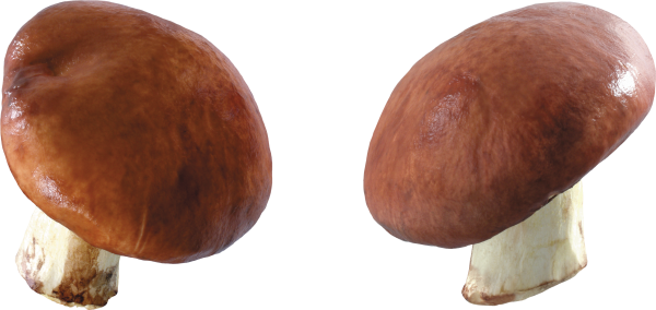 little mushroom free download png