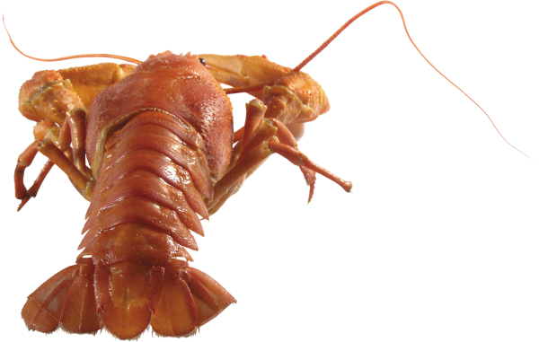 Lobster PNG Free Download 19