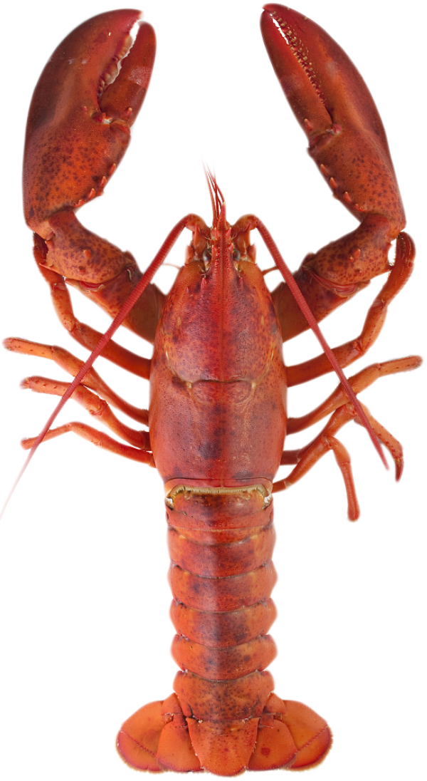 Lobster PNG Free Download 29
