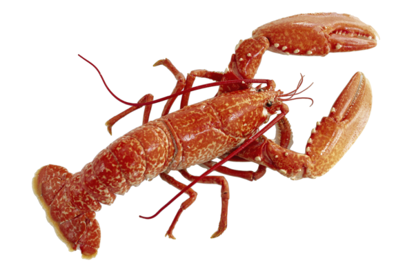 Lobster PNG Free Download 35