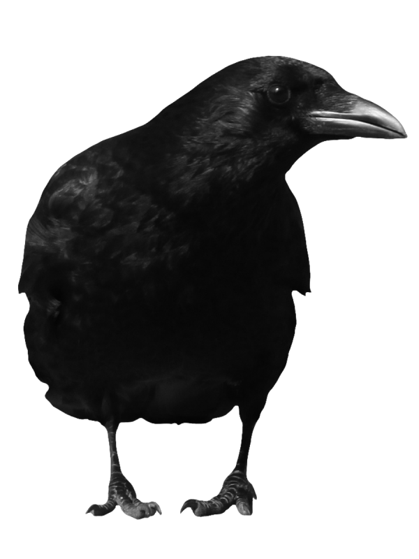 Looking Crow Png