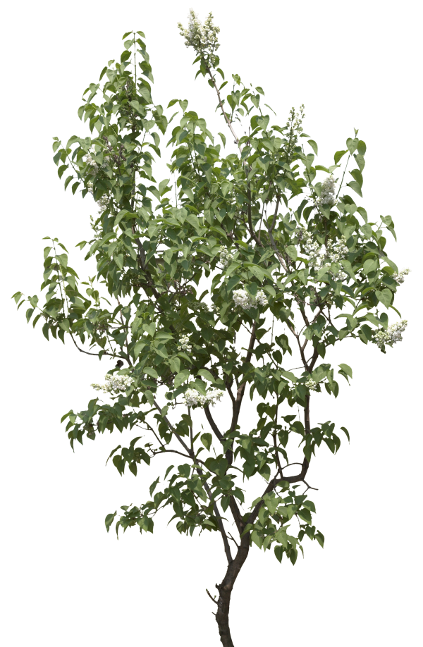 Malligai Tree Png