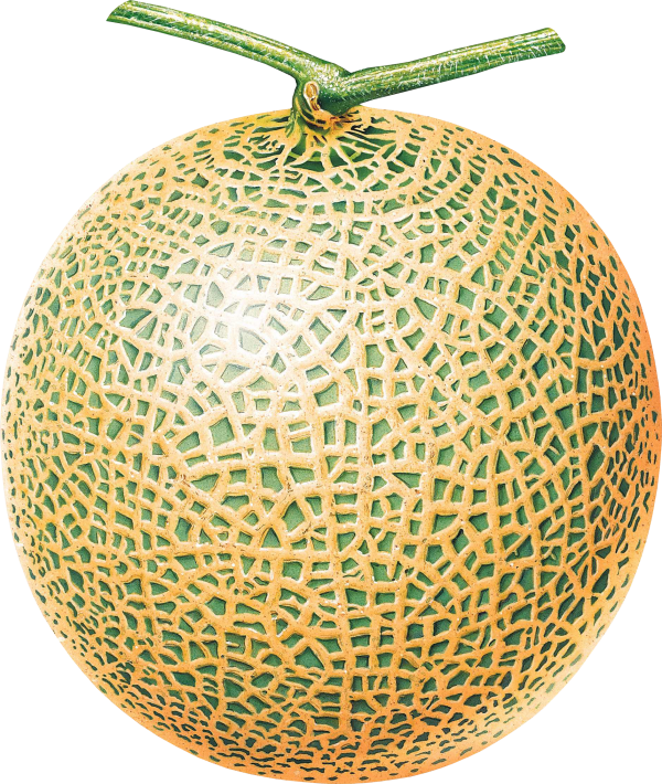 Melon PNG Free Download 4