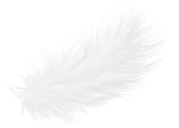 Milky White Feather Png