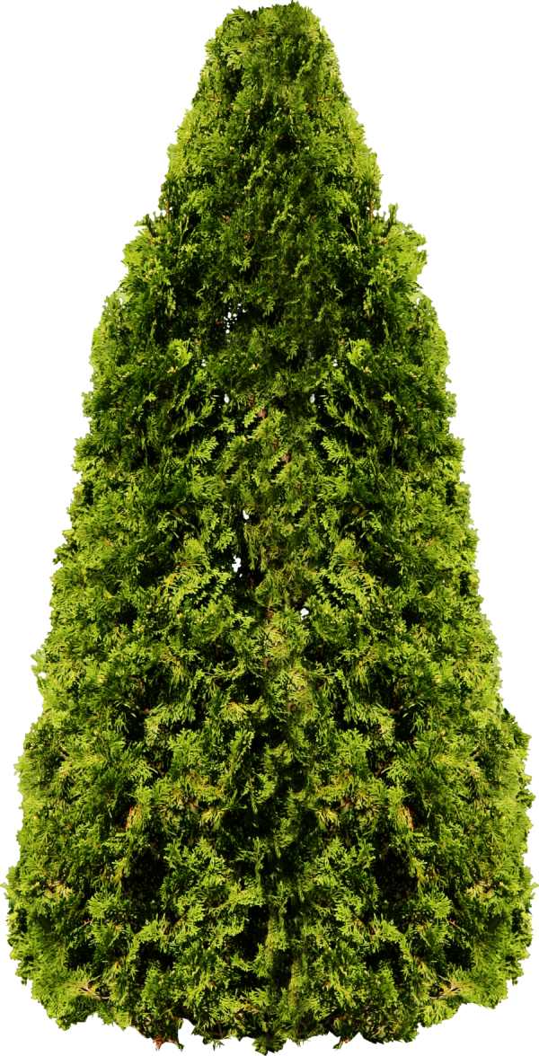 Narrow Tree Png