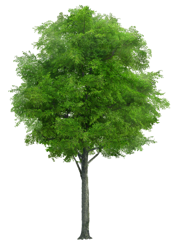 Neem Tree Png Free Download