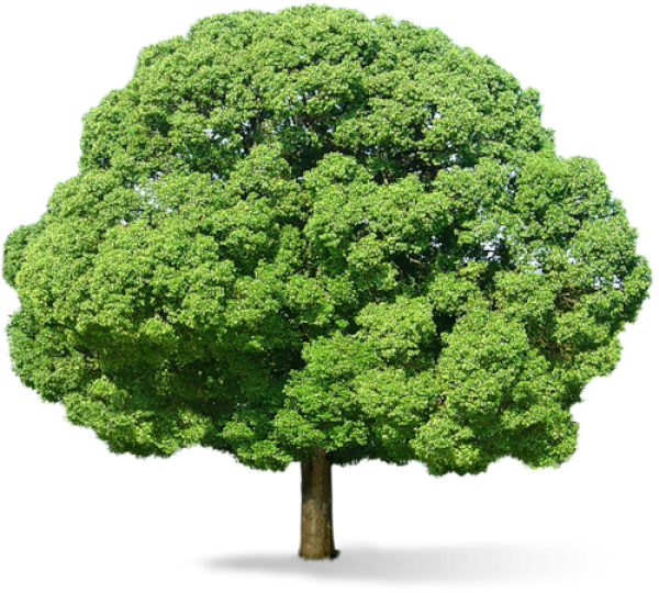 Neem Tree Png