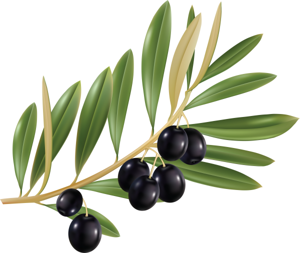 Olives PNG Free Download 12