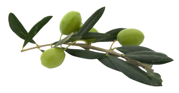 Olives PNG Free Download 22