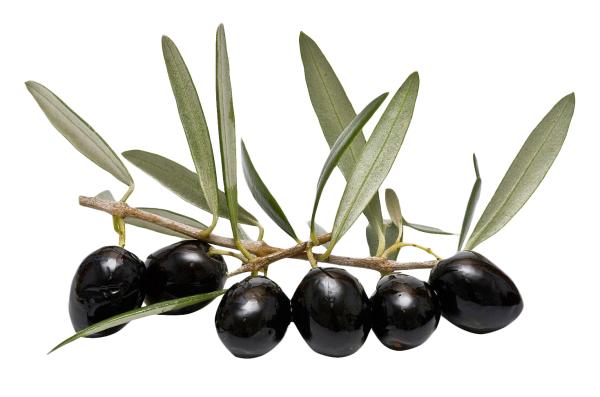 Olives PNG Free Download 24
