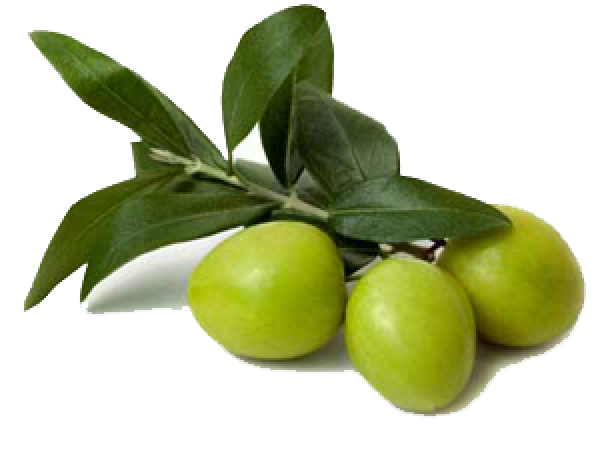 Olives PNG Free Download 34