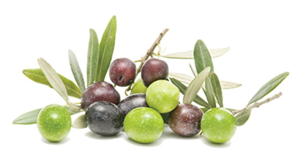 Olives PNG Free Download 37