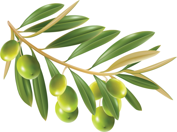 Olives PNG Free Download 4