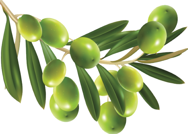 Olives PNG Free Download 43