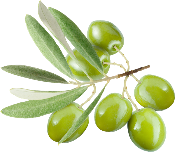 Olives PNG Free Download 44