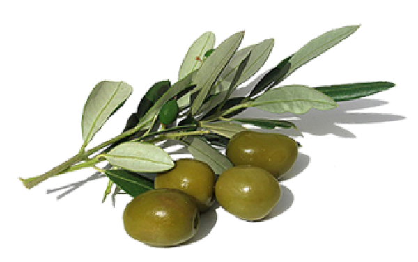 Olives PNG Free Download 45