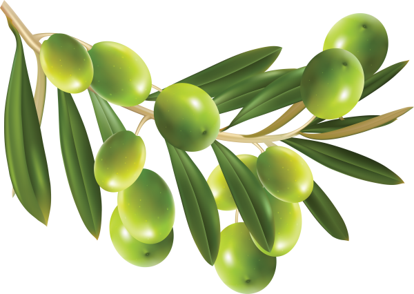 Olives PNG Free Download 7