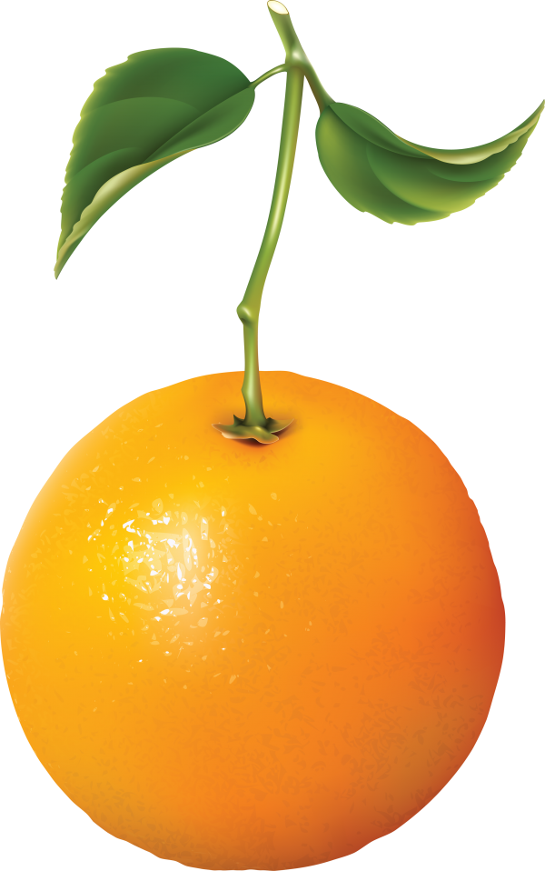 Orange PNG Free Download 19