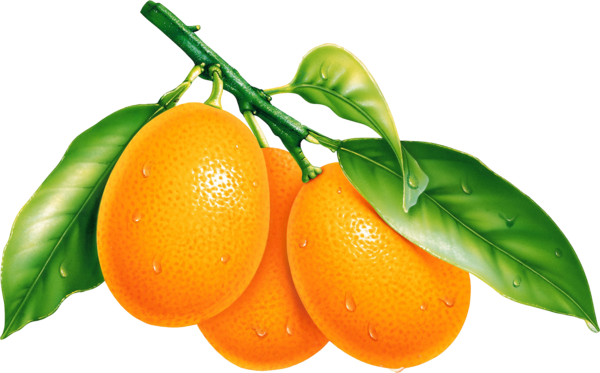Orange PNG Free Download 38