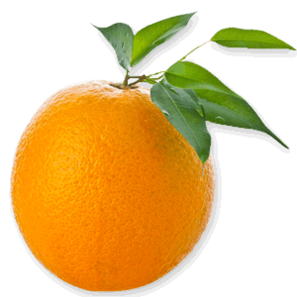 Orange PNG Free Download 55