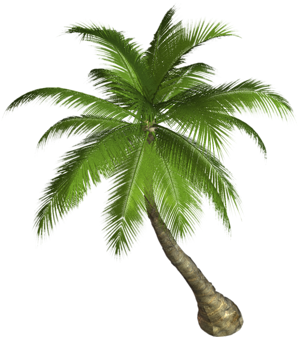 PalmTree PNG Free Download 10