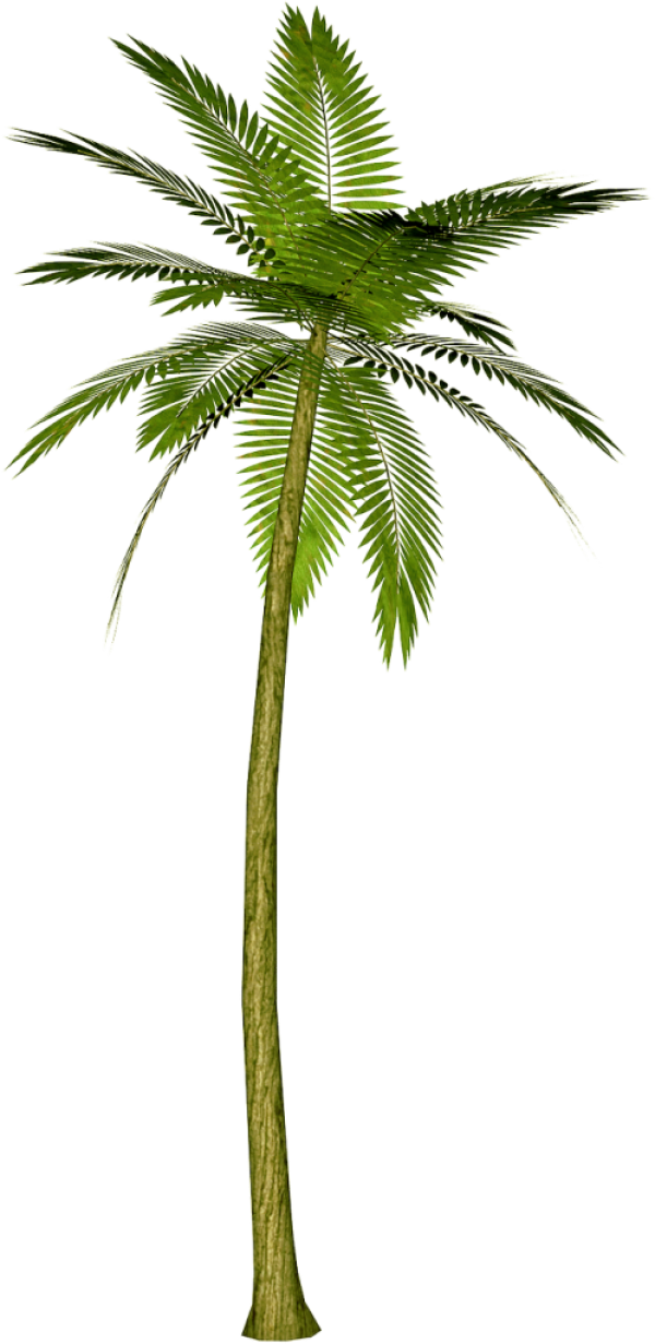 PalmTree PNG Free Download 11