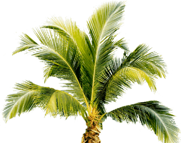 PalmTree PNG Free Download 12