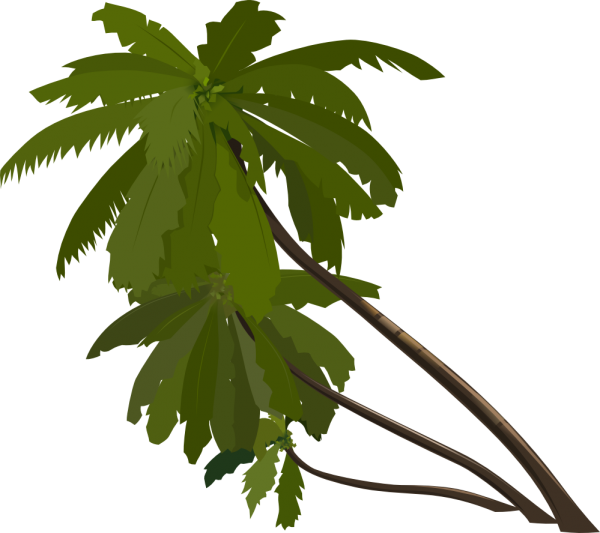 PalmTree PNG Free Download 13