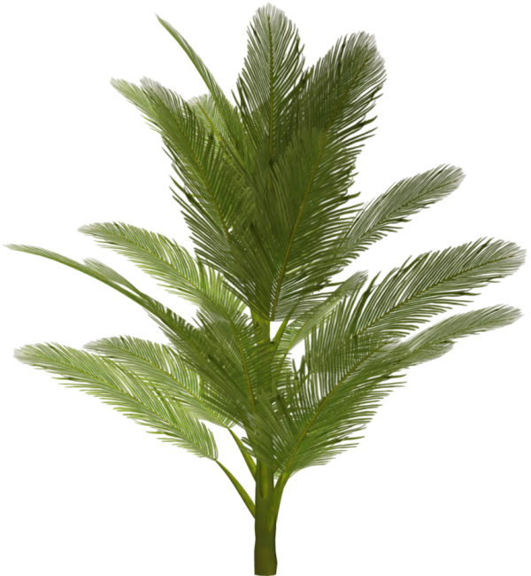 PalmTree PNG Free Download 14