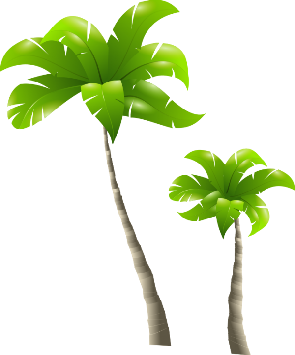 PalmTree PNG Free Download 15