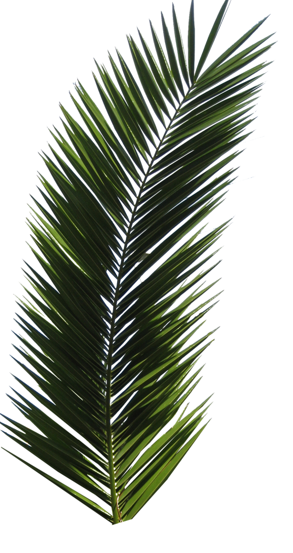 PalmTree PNG Free Download 17