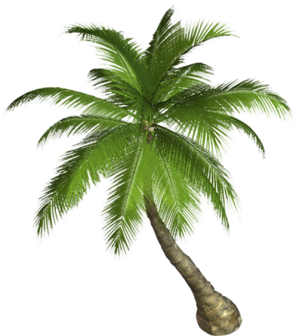 PalmTree PNG Free Download 18