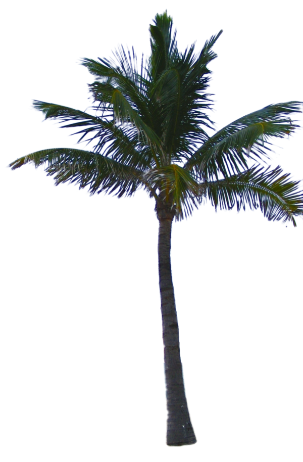 PalmTree PNG Free Download 19
