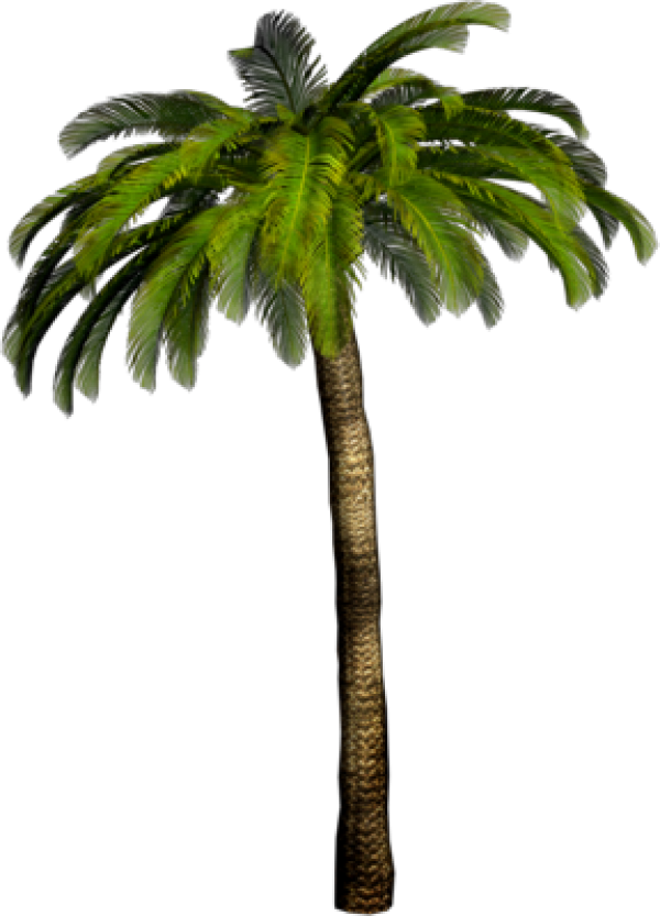 PalmTree PNG Free Download 2