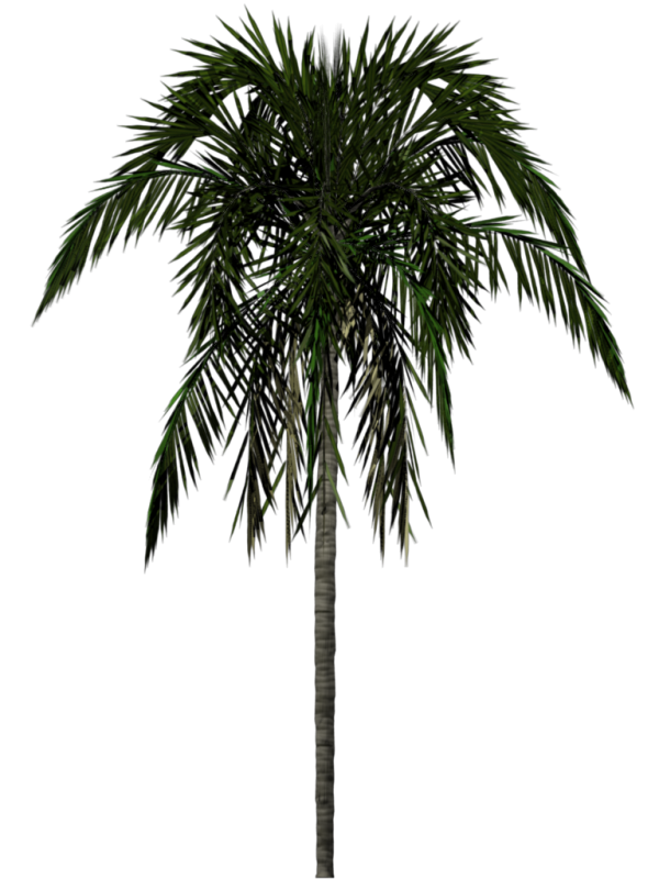 PalmTree PNG Free Download 21