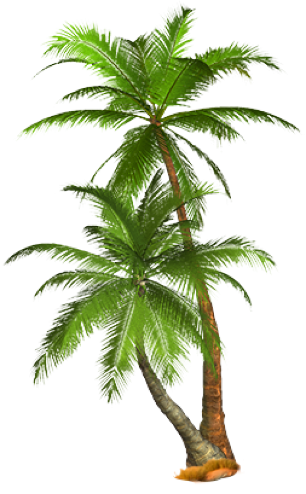 PalmTree PNG Free Download 22