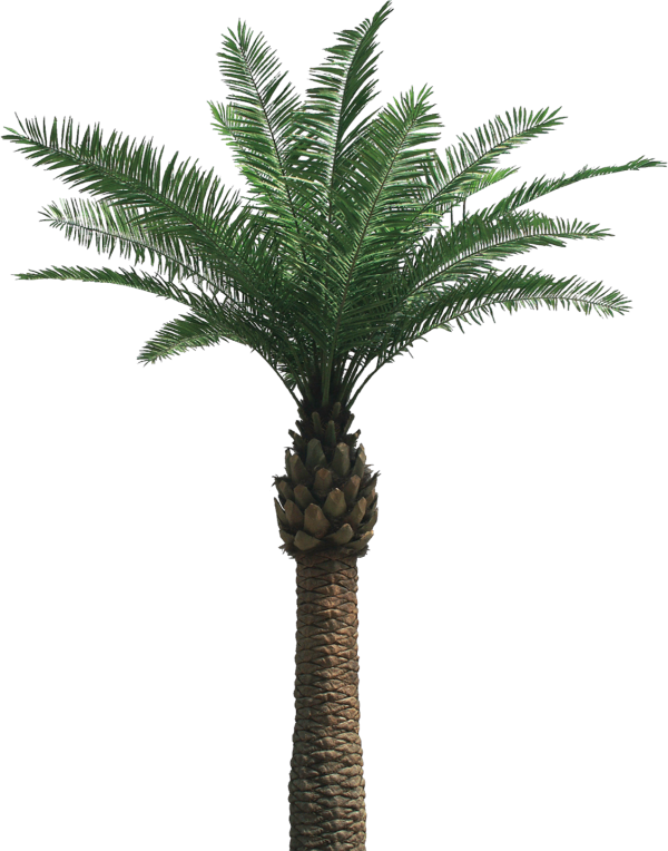 PalmTree PNG Free Download 23
