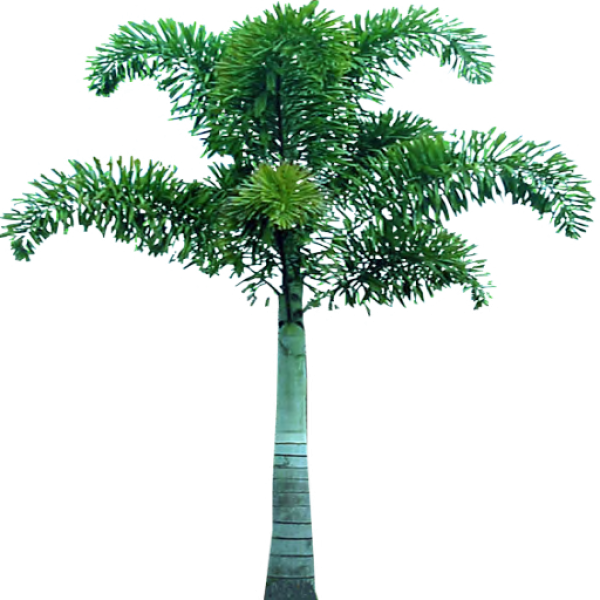 PalmTree PNG Free Download 25