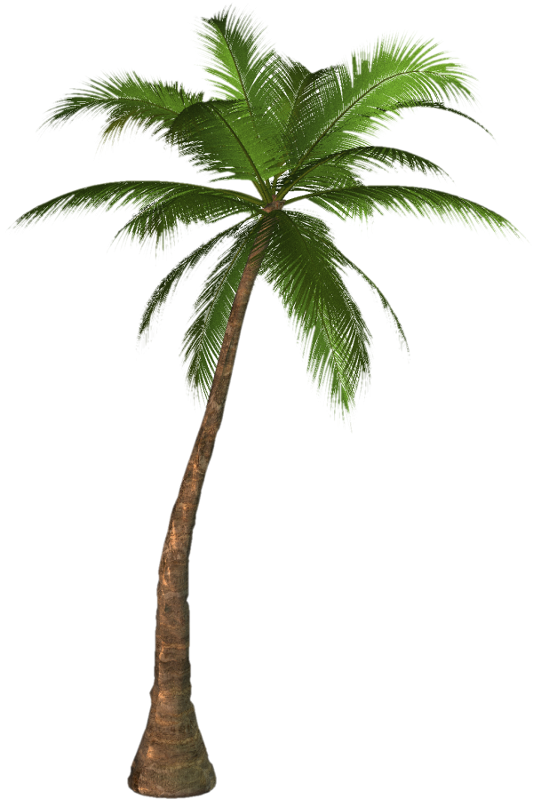 PalmTree PNG Free Download 3