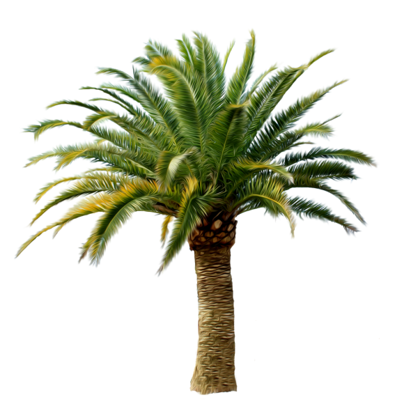 PalmTree PNG Free Download 4